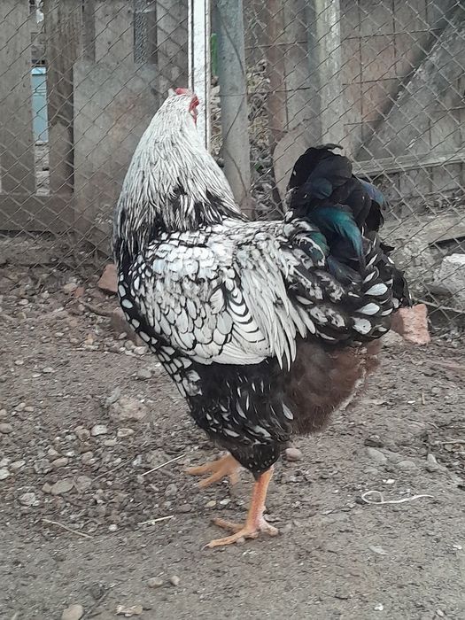 Vând cocosi wiandot