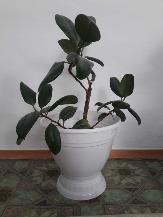 Красивые домашние цветы