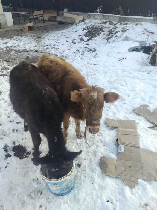 1 жас бызаулар..