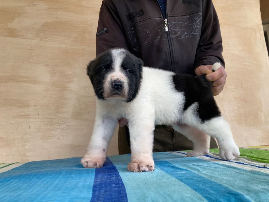 Щенок Алабая ( Туркменский )