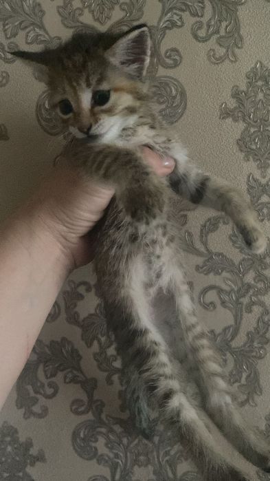 Котята домашние девочки