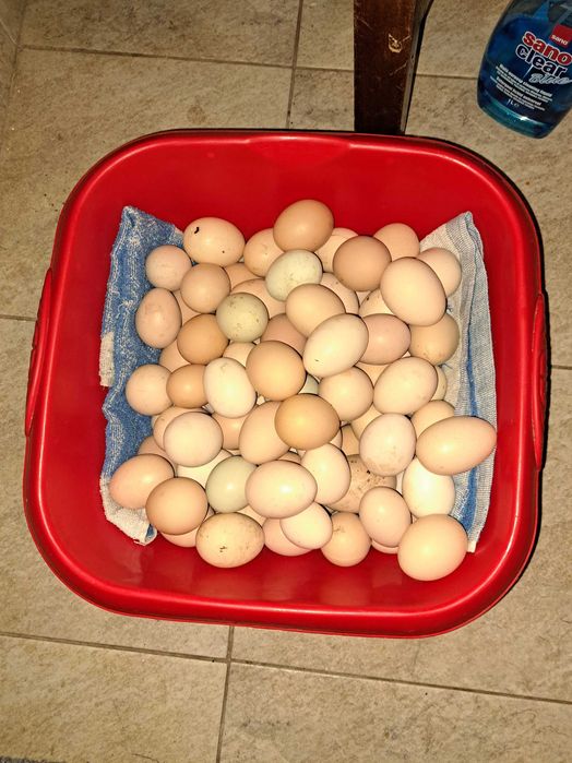 Oua proaspete de tara