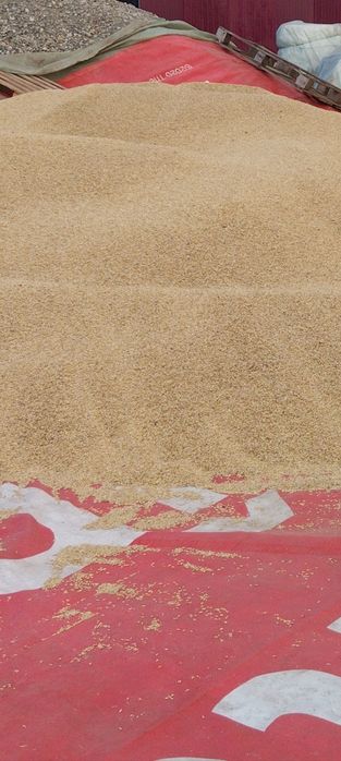 Porumb și orz de vânzare