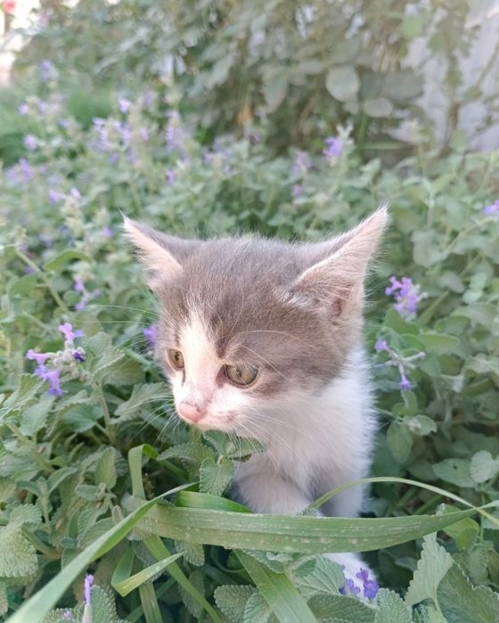 В добрые руки котята