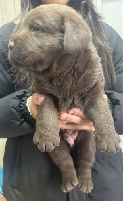 Продам щенка лабрадора