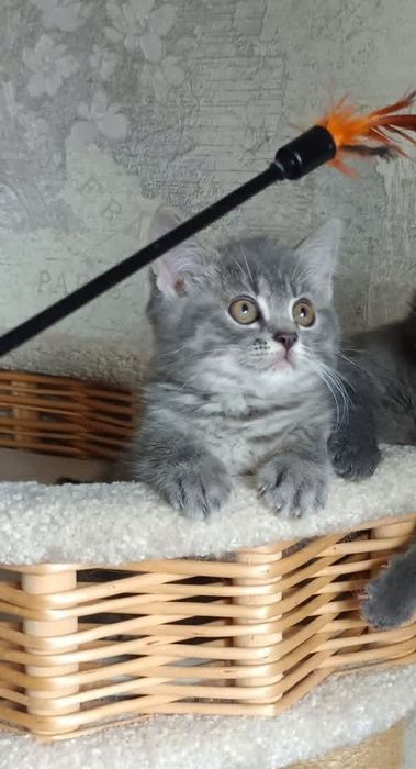 Бриьанская мальчики вискас серебро, 2.5 мес