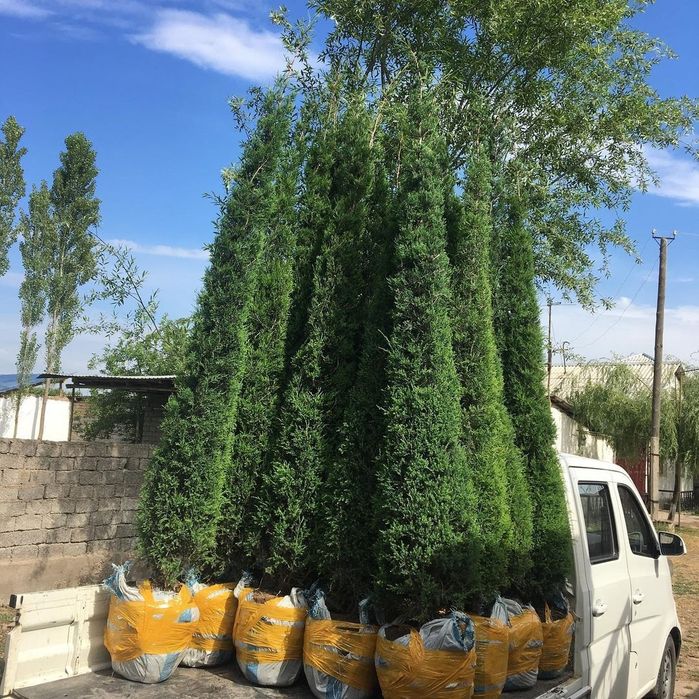 Harxil turdagi archalar daraxtlar bor