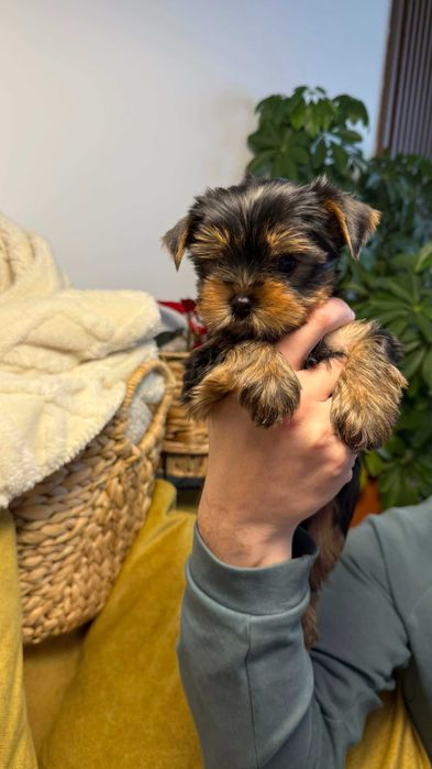 Мини Йоркширски Териер