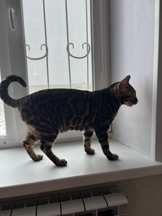 Продам срочно кота