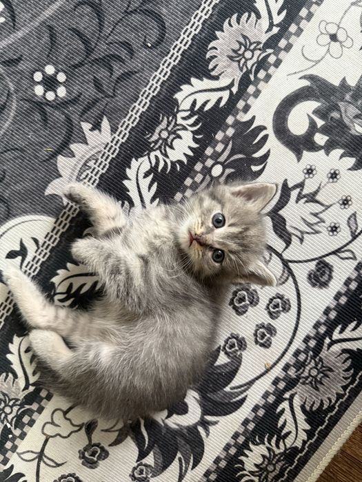 Отдам котят(девочки)