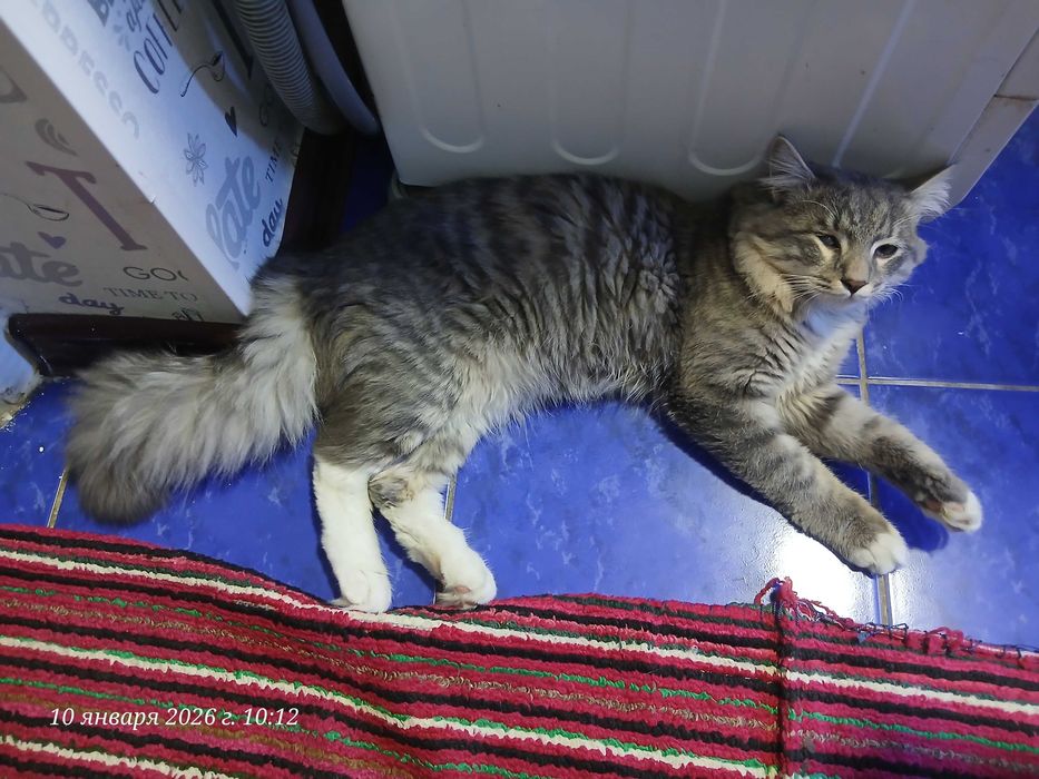 Кот Кеша на вязку