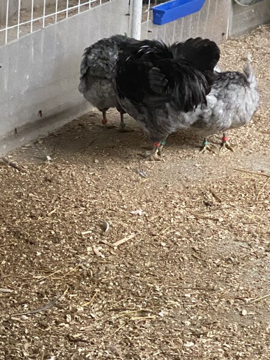 Oua si pui  araucana