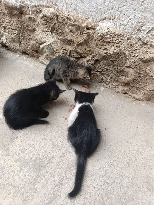 Mushukchalar mehrli qo‘llarga tekinga beriladi