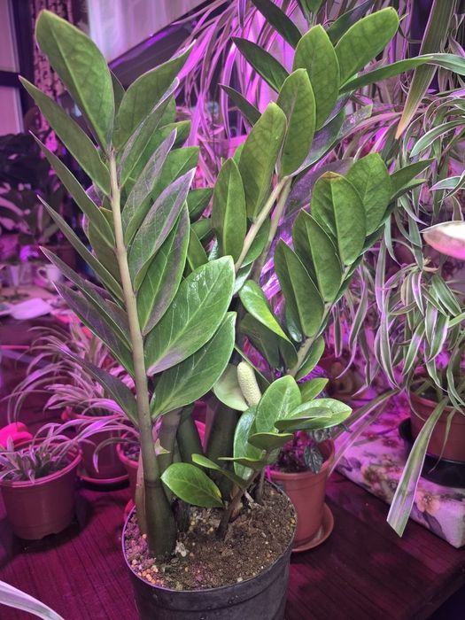 Продаётся Замиакулькас (Доллорвое дерево)