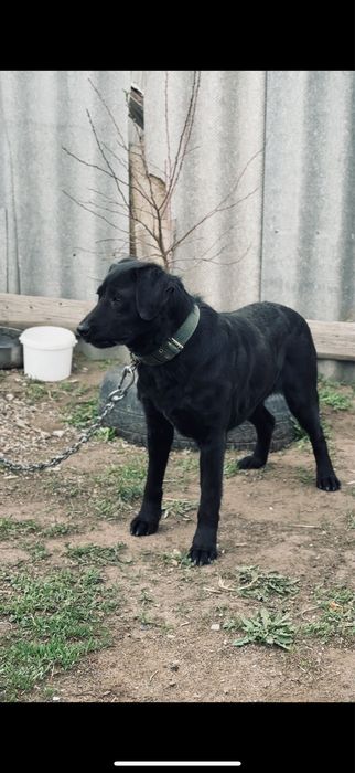 Продам лабрадора!