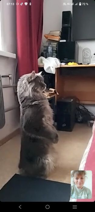 Вязка кот Мейн-кун