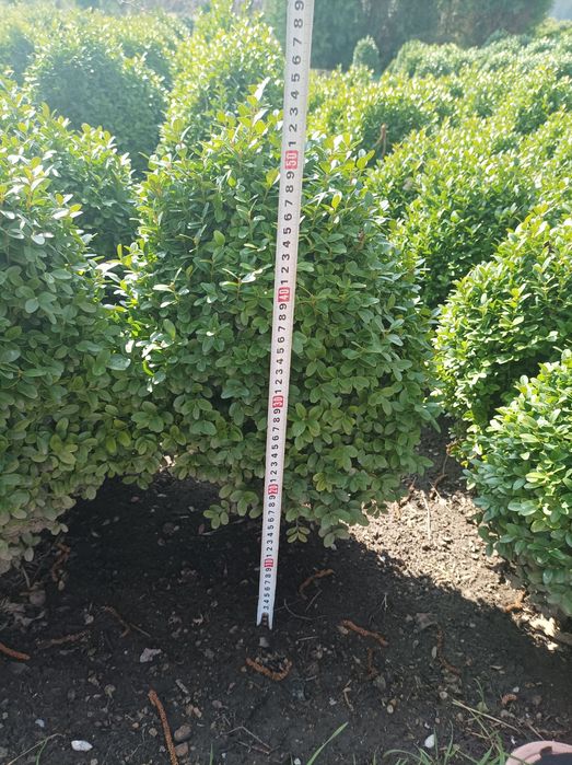 Чемшир от 50см до 60см