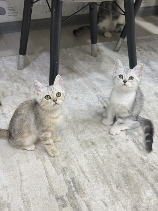 Котята Скоттиш Фолд