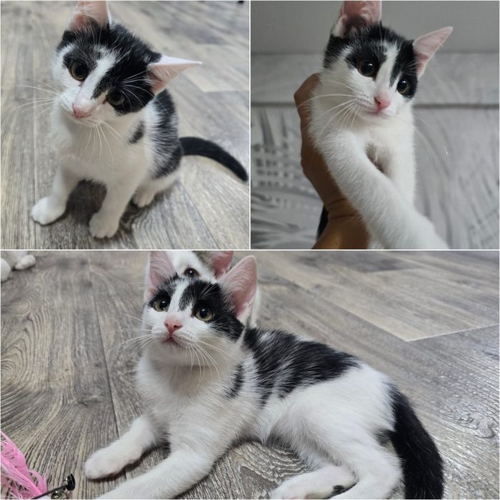 Ищем для котят любящую семью!