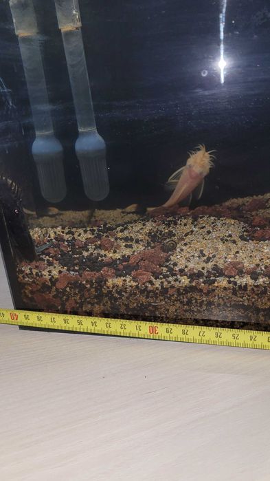 Малък Аквариум с рибки