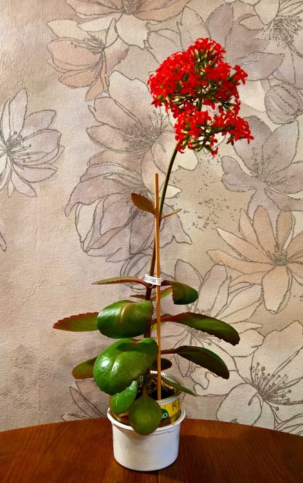 Каланхое декорaтивное