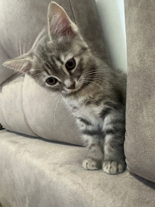 Отдам в хорошие руки.