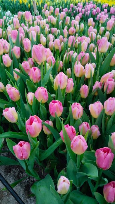 Цветы тюльпаны предзаказ