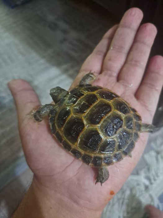 Toshbaqa черепаха