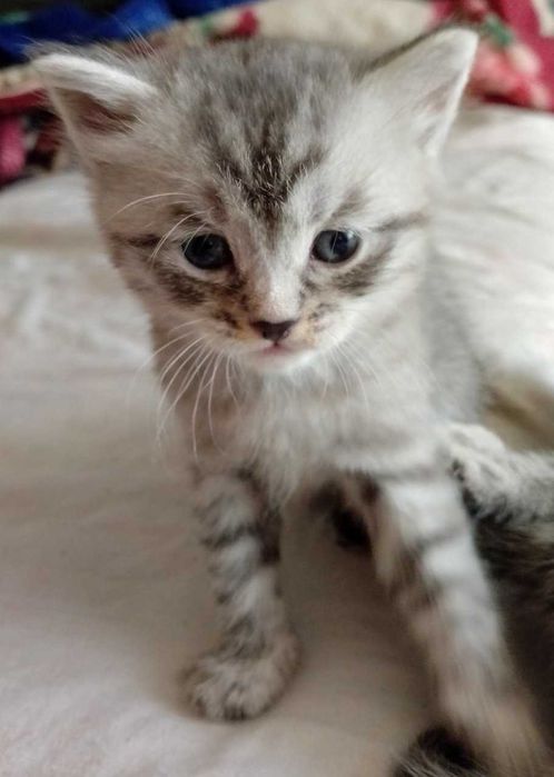 Продам Шотландских Котят