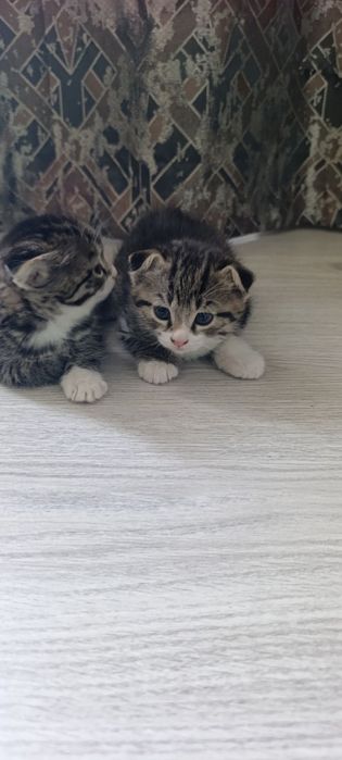 Oʻsma quloq mushuk Вислоухие котята