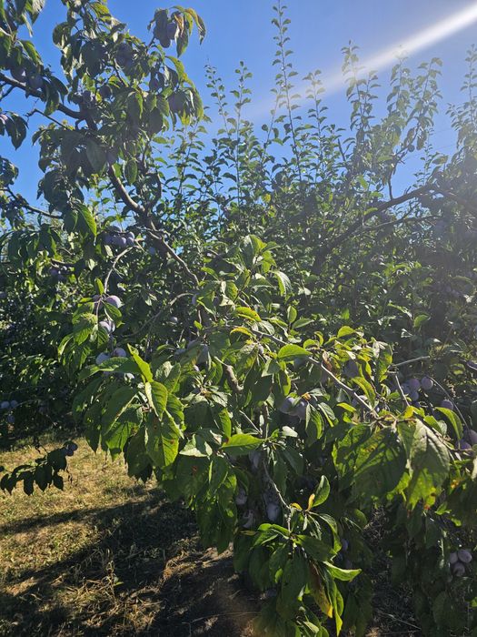 Prune Anna Spath de vânzare (Anașpet)