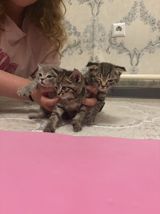 Шотландские котята