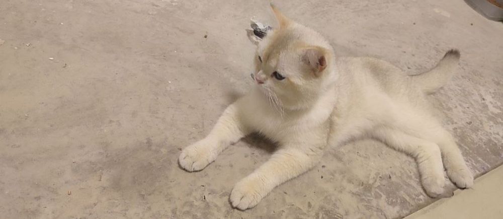 Vyazkaga qiz mushuklarni taklif qilamiz