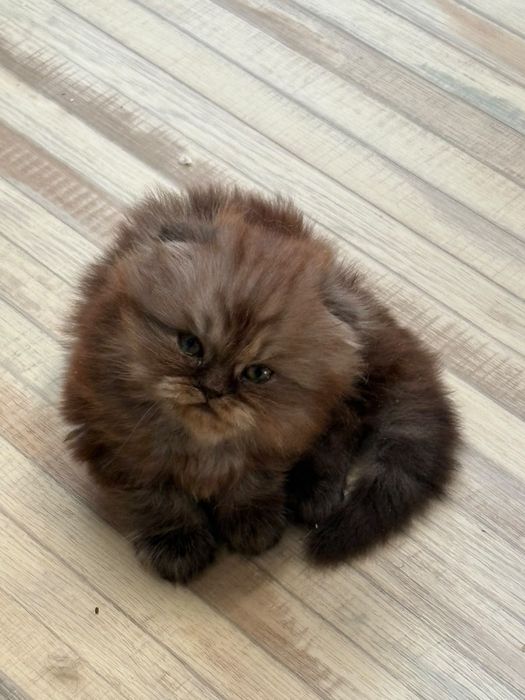 Продам очеровательных котят.