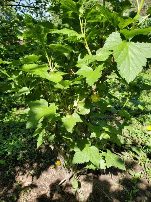 Ежемалина большими кустами