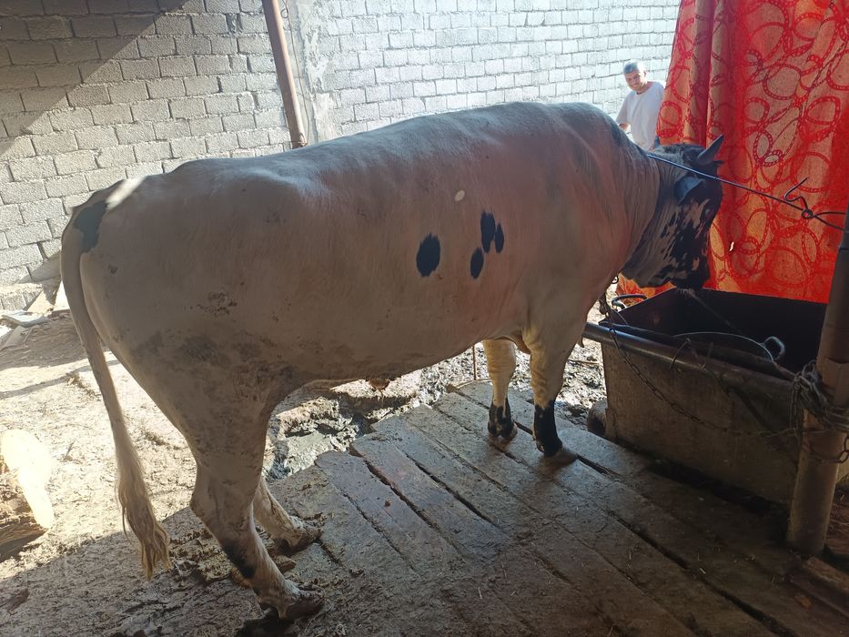 Buaq sotiladi buqa