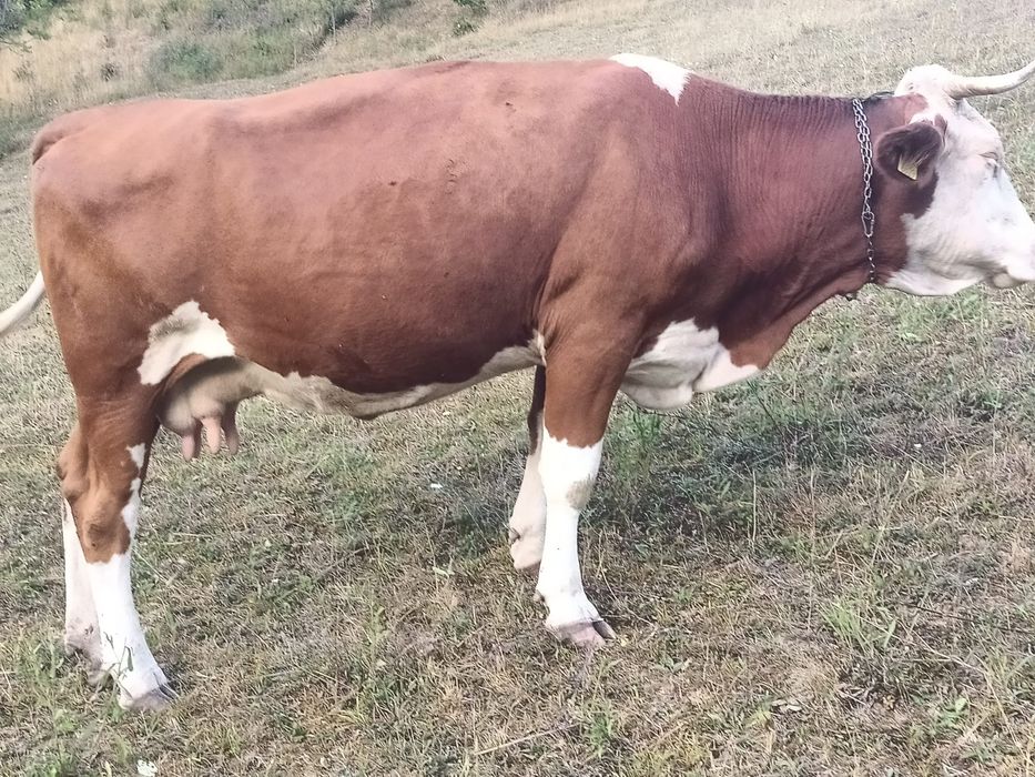 Vând vaca bălțată românească