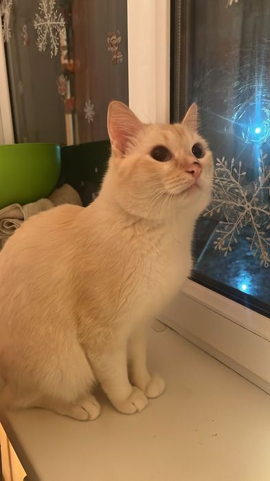 Отдам катёнка девочку