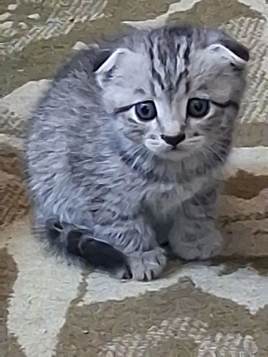 Котенок вислоухий