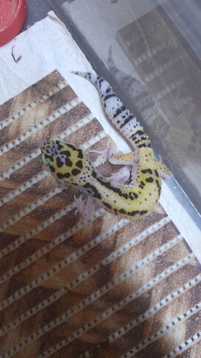 Гекконы эублефары ручные ящерки