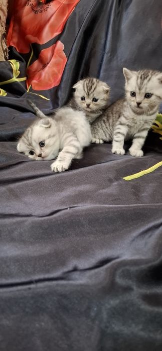 Шотландские вислоухие котята