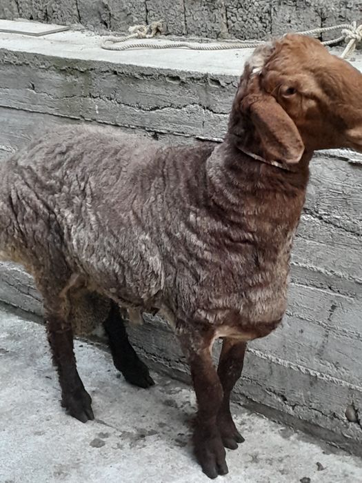 Кучкор зотка суйишка