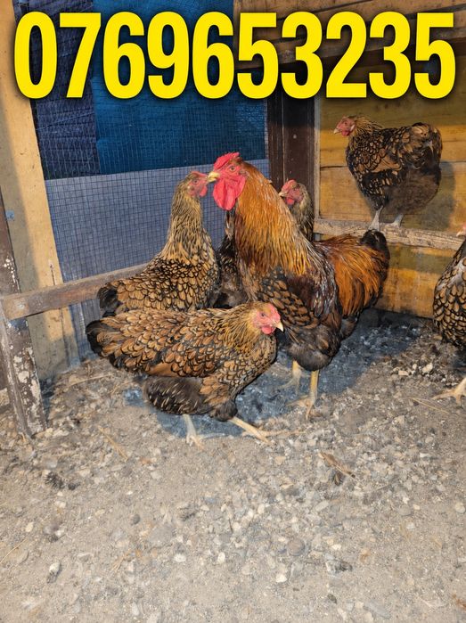 Găini wyandotte gsg
