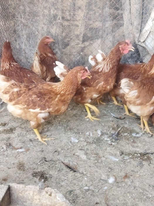 Продам куры домашние