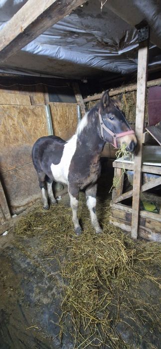 Manz tarcat de 6 luni