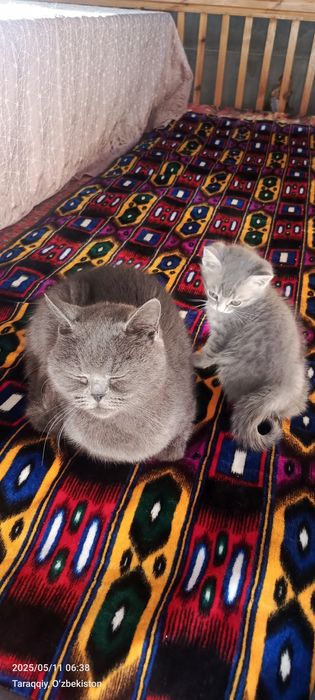 Rus erotik model delilah g biografiyasi