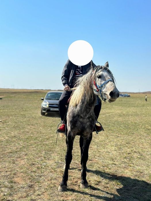 Продам Жеребеца возраст 6_7лет