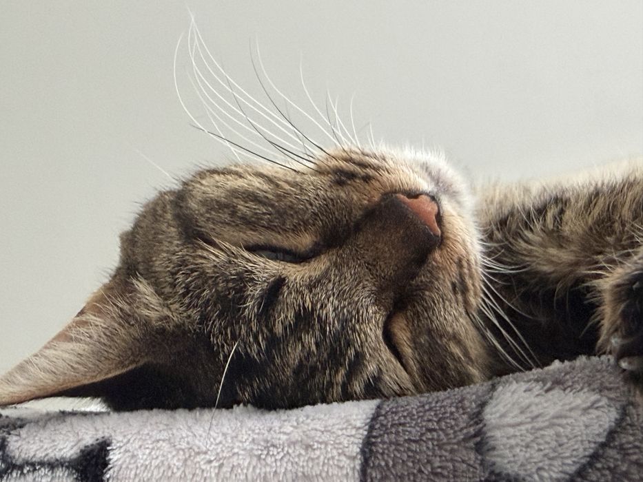 Котенок бесплатно в добрые руки!