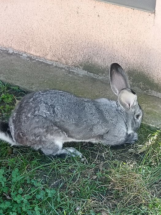 Iepuri rasa chinchilla mare