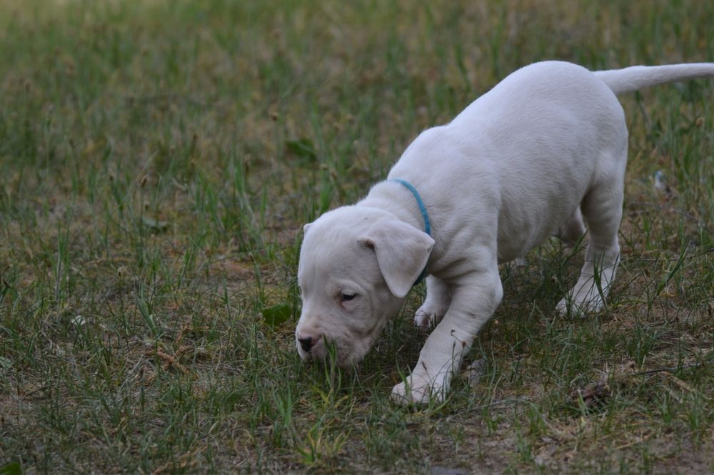 Dog Argentinian mascul cu pedigree